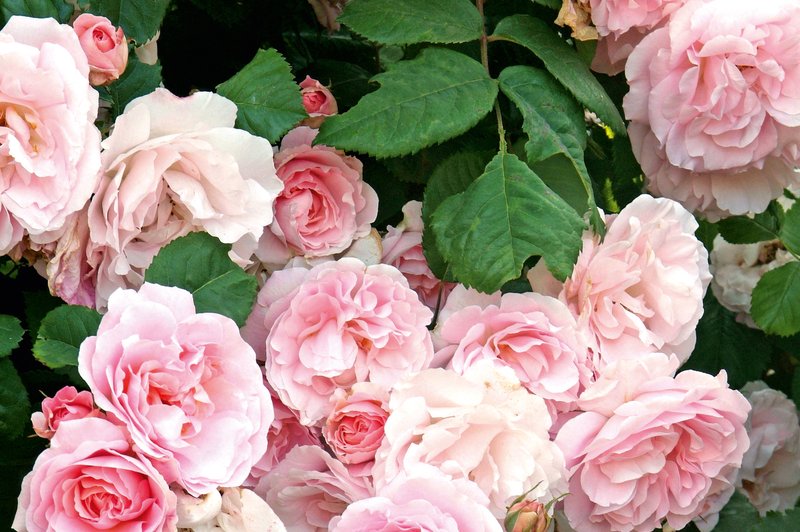 Dišeče vrtnice: Užitek za vse čute! (foto: shutterstock)