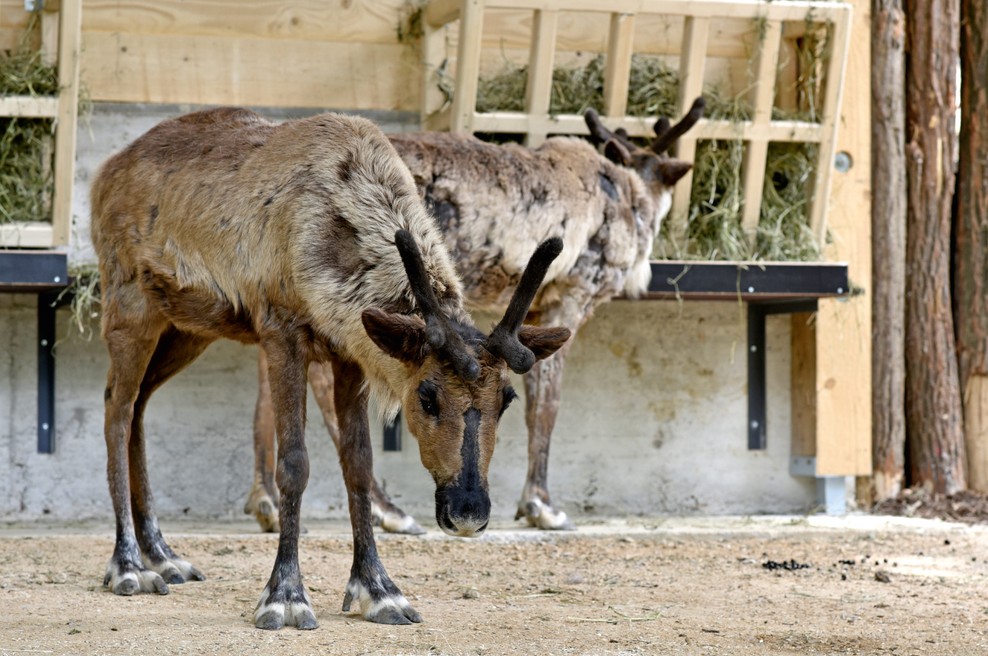 ZOO Ljubljana: Pozdravljeni, severni jeleni! (foto: Igor Zaplatil)