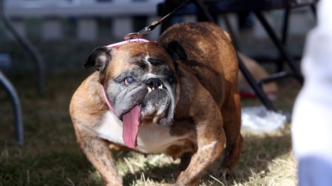 Spoznajte Zsa Zso, 9-letno samico angleškega buldoga, ki si je priborila naslov najgršega psa na svetu