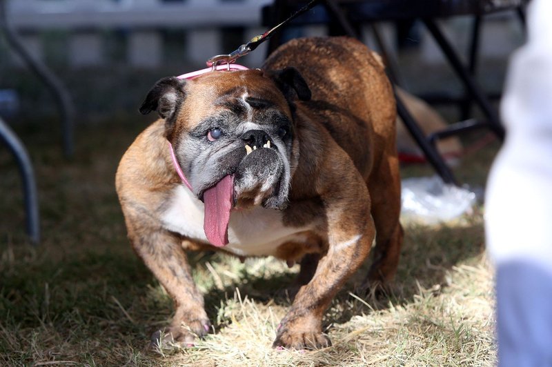 Spoznajte Zsa Zso, 9-letno samico angleškega buldoga, ki si je priborila naslov najgršega psa na svetu (foto: Profimedia)