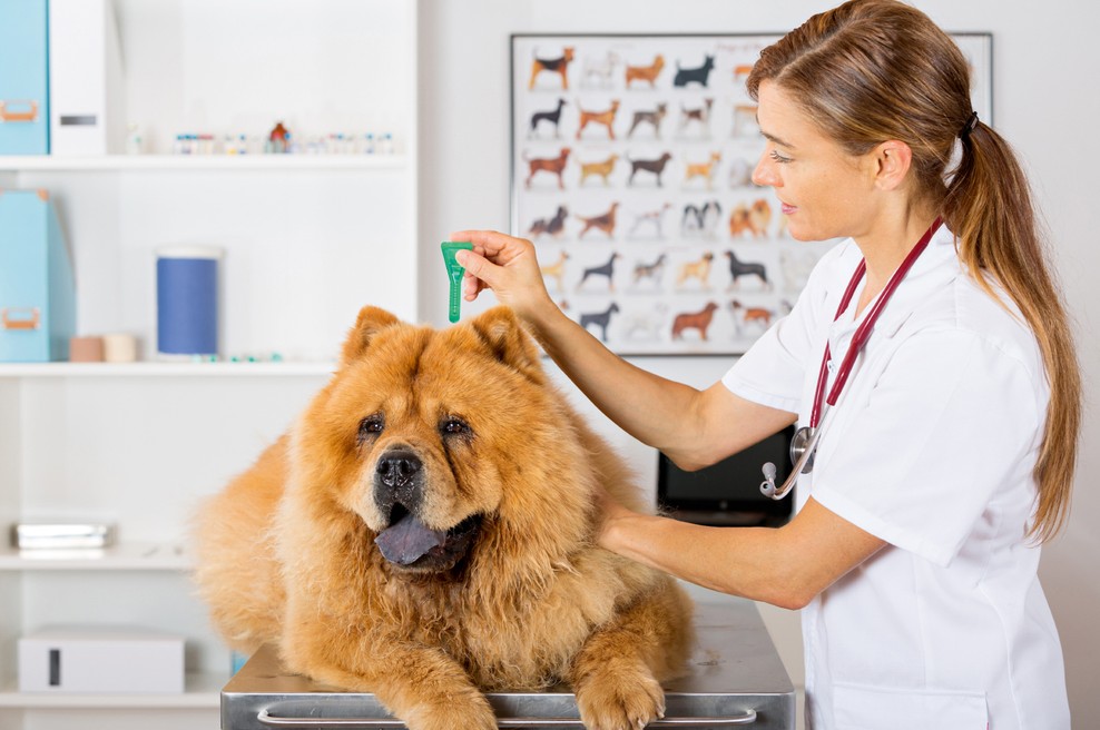 Srčna glista: Bolje preventiva kot kurativa! (foto: Shutterstock)