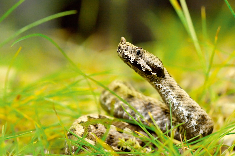 O prvi pomoči ob kačjem piku in opeklinah (foto: Shutterstock, Peter Irman)