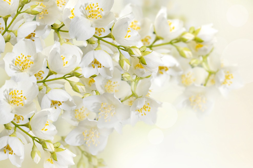 Jasmin s čutnim vonjem simbolizira čistost (foto: Shutterstock)