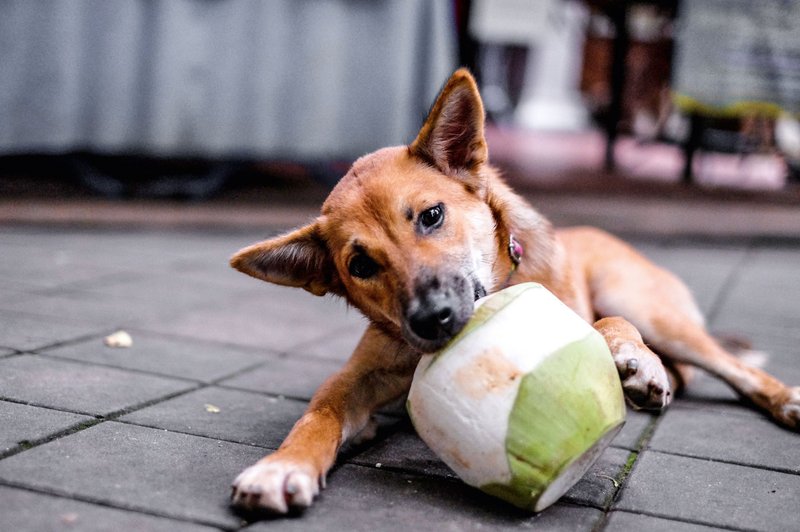 Kokosovo olje je dobro tudi za štirinožne ljubljenčke! (foto: Shutterstock)
