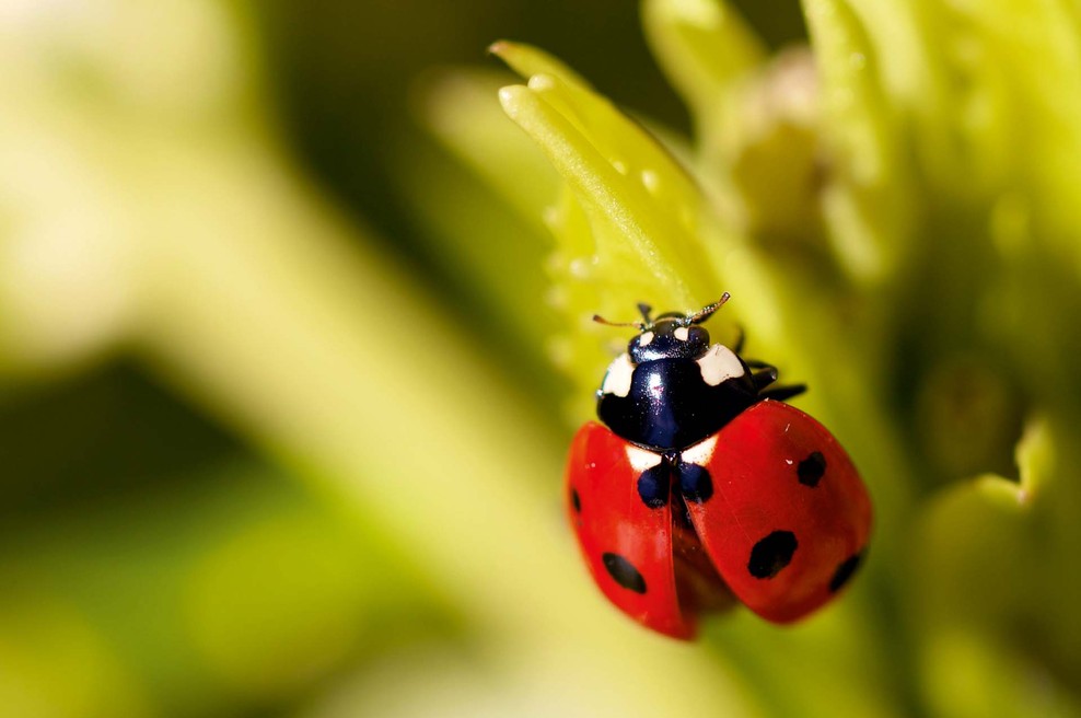 Pikapolonice: Doma imamo lahko "živo srečo" (foto: Shutterstock)