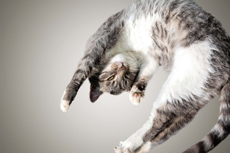 Mit ali resnica: 9 mačjih življenj (foto: Shutterstock)