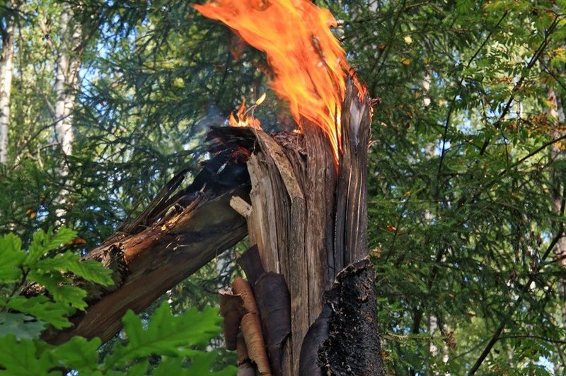 Na Švedskem se borijo proti številnim gozdnim požarom (foto: profimedia)