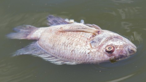 Pogin rib na sotočju Soče in Tolminke