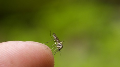 V Srbiji trije mrtvi zaradi virusa, ki ga prenašajo komarji