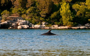 Navadni delfini spet v Jadranskem morju!