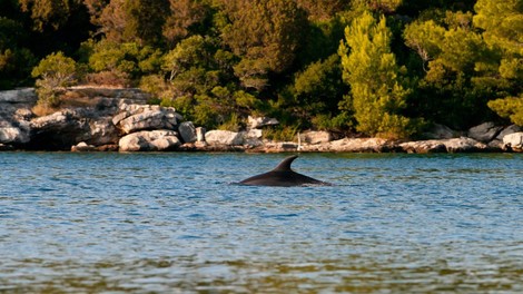 Navadni delfini spet v Jadranskem morju!