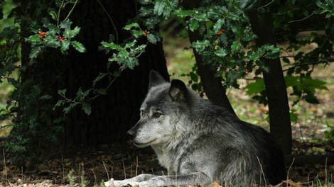 Volk samotar je najboljši prijatelj, kakršnega si lahko zamislite