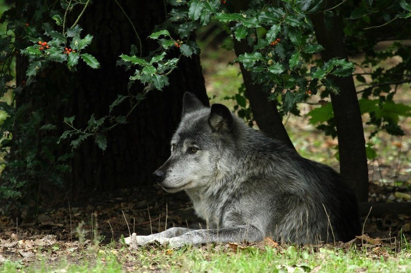 Volk samotar je najboljši prijatelj, kakršnega si lahko zamislite (foto: Profimedia)