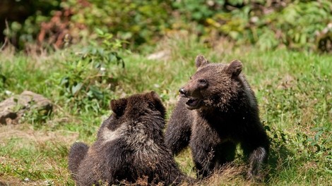 Opazovanje medvedov na Notranjskem in Kočevskem vse bolj priljubljena turistična ponudba