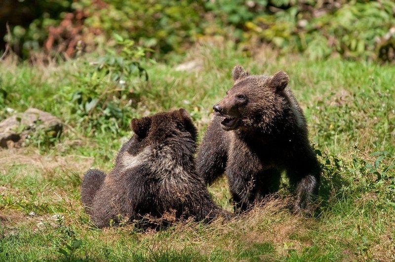 Opazovanje medvedov na Notranjskem in Kočevskem vse bolj priljubljena turistična ponudba (foto: profimedia)
