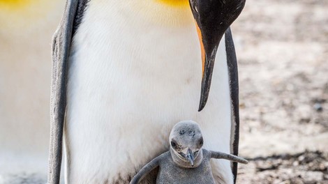 Postopno slovo kraljevih pingvinov