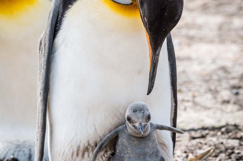 Postopno slovo kraljevih pingvinov (foto: Shutterstock)