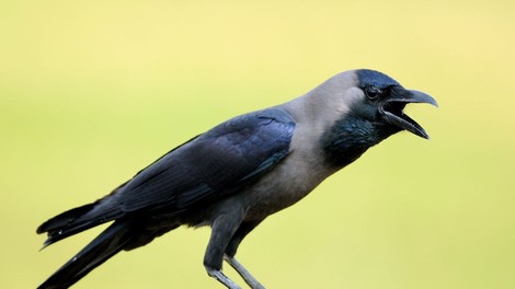 Če ne znajo ljudje, znajo vrane: za nemarneži, ki odmetavajo odpadke, bodo park čistile ptice