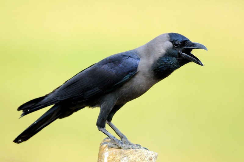 Če ne znajo ljudje, znajo vrane: za nemarneži, ki odmetavajo odpadke, bodo park čistile ptice (foto: profimedia)