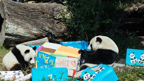 V dunajskem živalskem vrtu si je panda Yang Yang omislila nov hobi