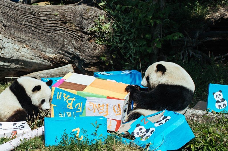 V dunajskem živalskem vrtu si je panda Yang Yang omislila nov hobi (foto: profimedia)