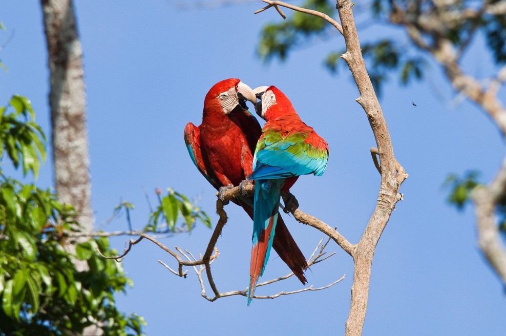 Tudi papige zardevajo, trdijo francoski znanstveniki (foto: profimedia)