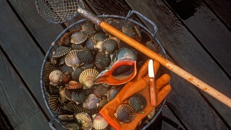 Pred obalo Francije spopad francoskih in britanskih ribičev za školjke