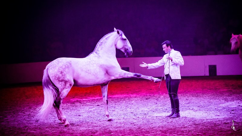 V Lipico prihaja svetovno znani šepetalec konjem (foto: Antoine BASSALER)