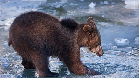 Slina sibirskega rjavega medveda bi lahko uničila nevarno okužbo mrso