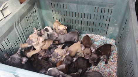 Pomurski policisti odkrili Italijana, ki sta nezakonito prevažala 107 pasjih mladičkov!