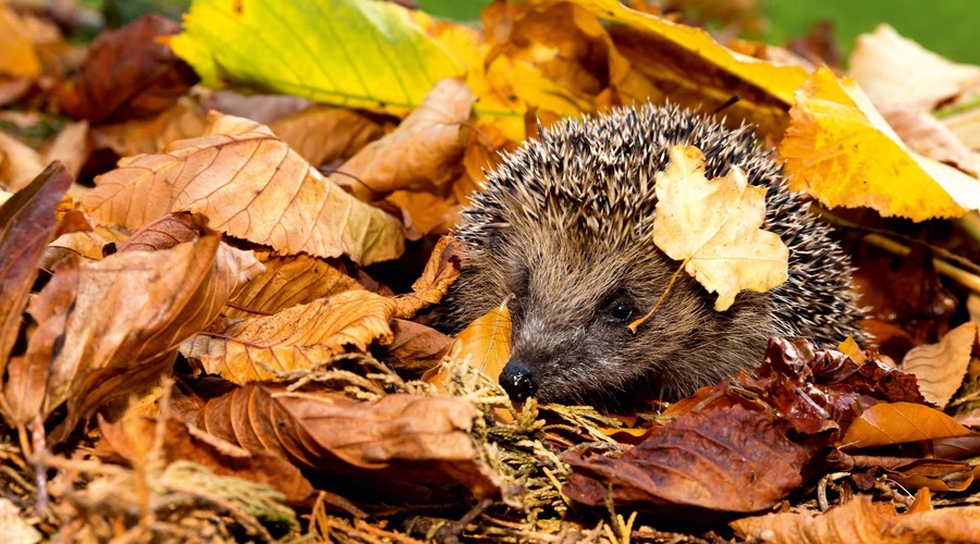 Živali na vašem vrtu - katere so in kaj tam počnejo? (foto: Shutterstock)