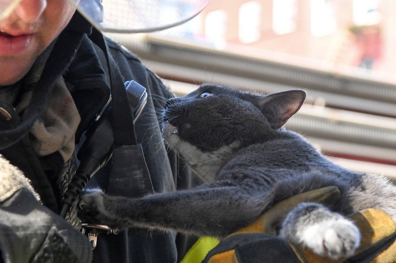 V nemškem Heidelbergu pet gasilcev reševalo mačka (foto: profimedia)