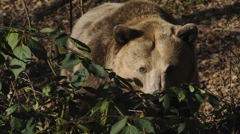 Podkraj: Medvedka je napadla lovca, pregnal jo je s kričanjem