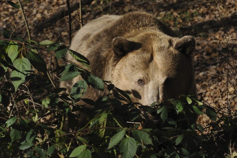 Podkraj: Medvedka je napadla lovca, pregnal jo je s kričanjem (foto: Profimedia)