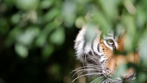 Uspešna zaščita prostoživečih tigrov v Nepalu