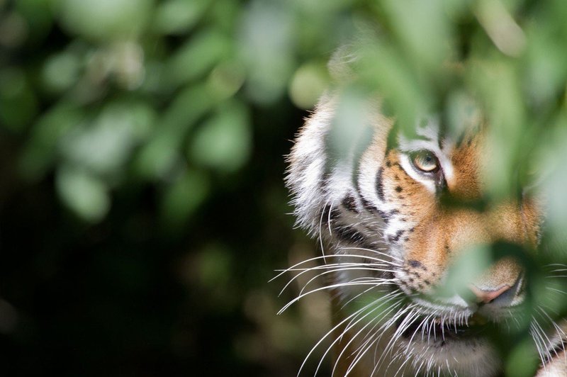 Uspešna zaščita prostoživečih tigrov v Nepalu (foto: profimedia)