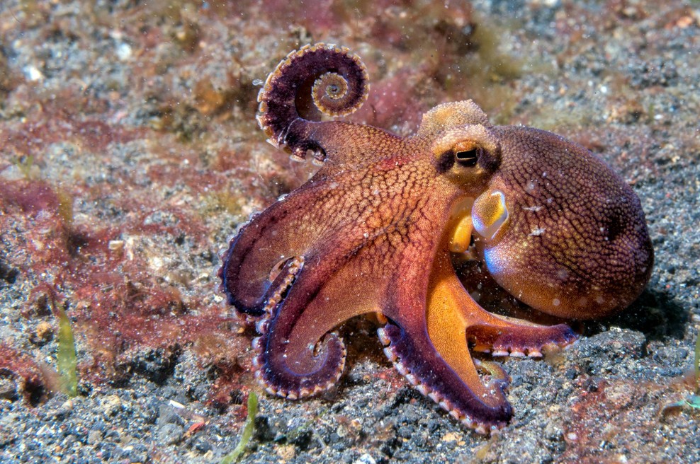 Eksperimenti z drogo MDMA razkrivajo genetsko povezavo v evoluciji socialnega vedenja med nami in hobotnicami. (foto: SHUTTERSTOCK)