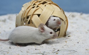 Kitajski znanstveniki pomagali miškam istega spola do mladičev
