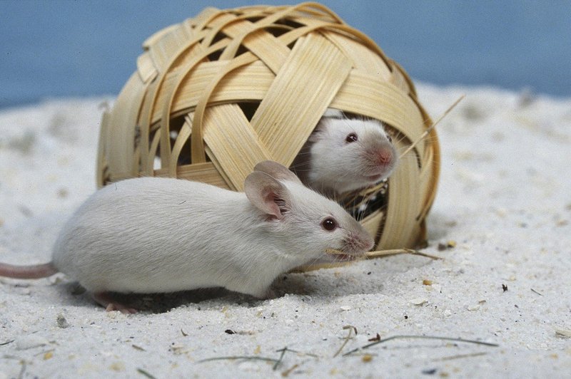 Kitajski znanstveniki pomagali miškam istega spola do mladičev (foto: profimedia)