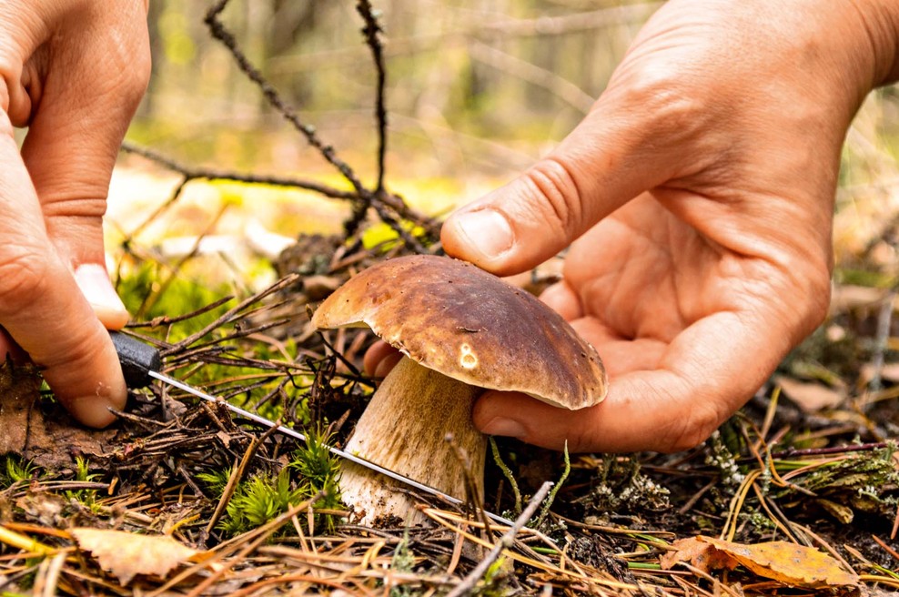 Previdnost pri nabiranju gob ni nikoli odveč (foto: Shutterstock)