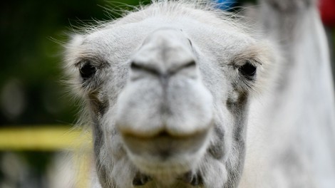 Na jugu Nemčije je neprivezana cirkuška kamela povzročila zmedo na cesti