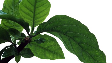 Zdravilnemu perujskemu kininovcu zaradi širjenja plantaž grozi izumrtje