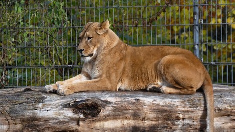 Levinja v živalskem vrtu ubila leva, očeta njunih treh mladičkov!