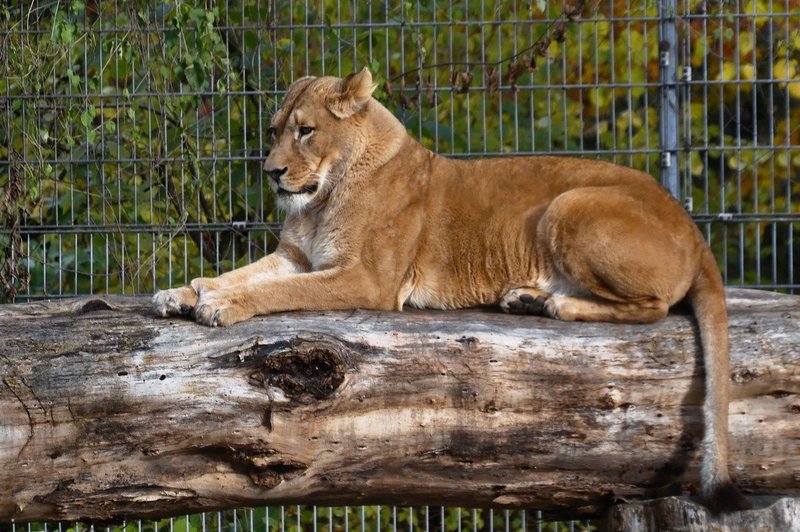 Levinja v živalskem vrtu ubila leva, očeta njunih treh mladičkov! (foto: Profimedia)