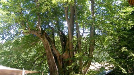 V ujmi poškodovano najdebelejše drevo v državi - Najevska lipa