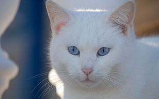 Simbolni pomen bele mačke: Znak blaginje in sreče!