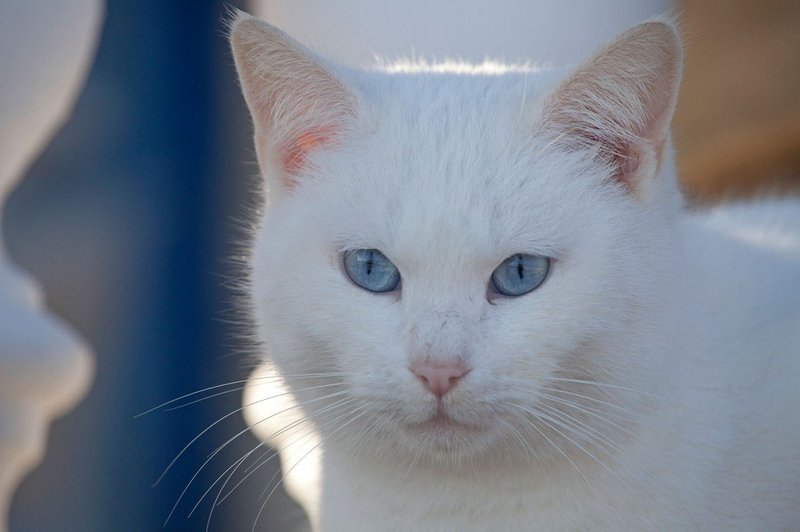 Simbolni pomen bele mačke: Znak blaginje in sreče! (foto: profimedia)