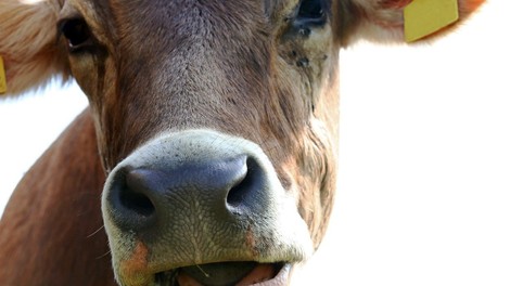 Nemčija: Rešili kravo iz gorečega hleva, a so jo povozili gasilci