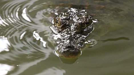 Florida: Moški vdrl na krokodiljo farmo in zaplaval s krokodili!