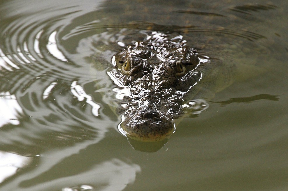 Florida: Moški vdrl na krokodiljo farmo in zaplaval s krokodili! (foto: profimedia)